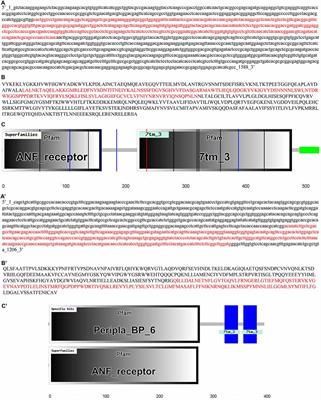 Cloning of the GABAB Receptor Subunits B1 and B2 and their Expression in the Central Nervous System of the Adult Sea Lamprey